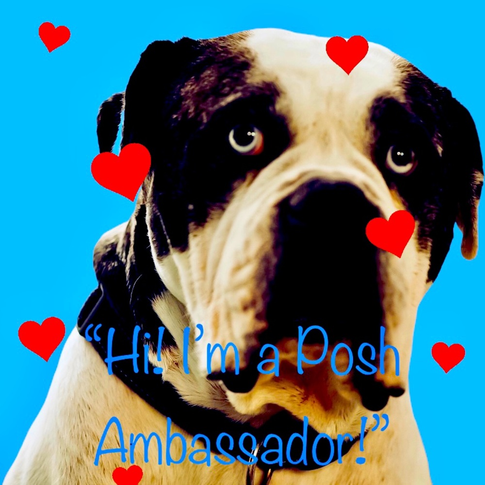 💙 Posh Ambassador 💙